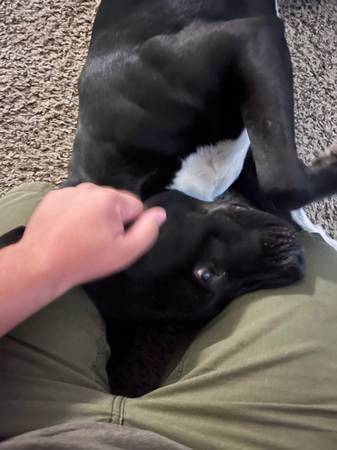 Sweet mix needs a loving new home (Kennewick)63658134581505120