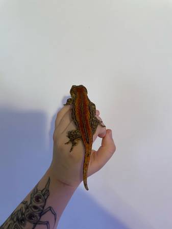 Rehoming Reptiles (Tacoma)63443593086595123