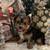 Female Yorkie 3 thumbnail