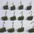 Palm Shower Hooks - set of 12 1 thumbnail