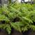 Australian Tree Fern 1 thumbnail