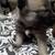 Gerbarian Shepsky pups 10 thumbnail