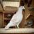 Opal Racing Pigeons for Sale 2 thumbnail
