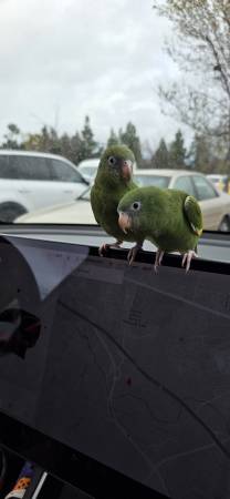 Green winged parakeet 1