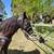 Registered gaited rocky filly 8 thumbnail