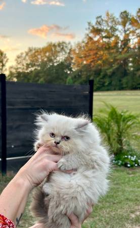 Ragamuffin gatitos machos y hembras ~ (Franklinton)63988255108738124