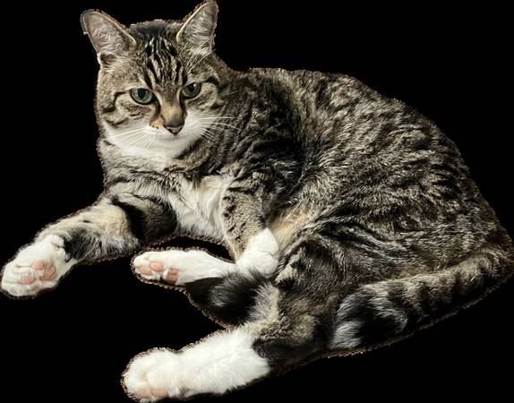LOST CAT!!! Gold and black tabby (Milwaukie)63842373188225120