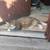 Toni the tiny tiger needs a new home 1 thumbnail