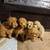 Mini Goldendoodles 1 thumbnail