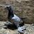 Pigeon 3 thumbnail