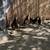 Black Bantam chickens 3 thumbnail