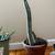 Cactus plant with clay pot 1 thumbnail