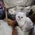 Silver Chinchilla Persians 1 thumbnail