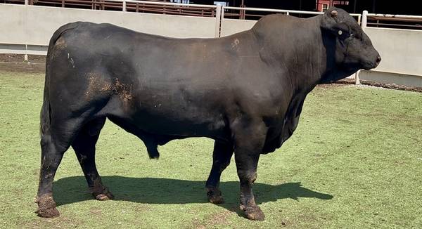 Brangus Bull Sale or Lease 1