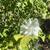 Plant Sale Sat 23 August 10:00 am to  1:00 pm 6 thumbnail