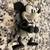 Christmas - Disney Black & White Mickey Mouse with Horse Shoe 5 thumbnail
