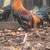 Game chickens 1 thumbnail