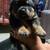 Rottweiler rehoming 1 thumbnail