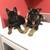 German shepherd puppy 1 thumbnail
