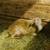 Katahdin Lambs 3 thumbnail