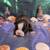 Boston Terrier for Rehoming 6 thumbnail