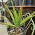 Garden - Plants - Cactus - Succulents for Sale! 19 thumbnail