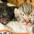 SavanaCoon (MaineCoon & Savannah cat, best of both worlds) 8wks, playful & sweet 1 thumbnail