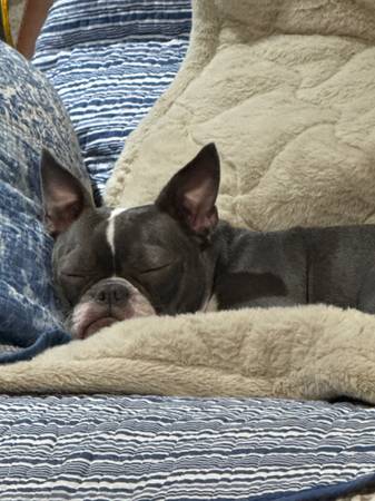 Looking for a forever home 1