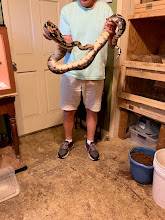 Boa Constrictor 1