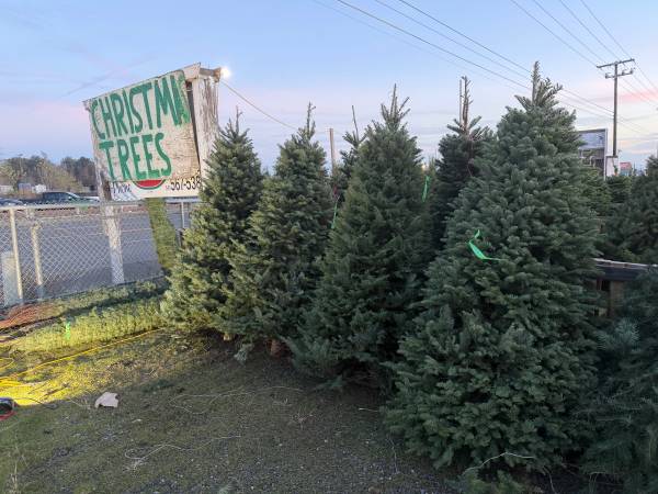 Christmas trees wholesale minimum purchase 100 1