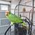 Amazon Parrot 3 thumbnail