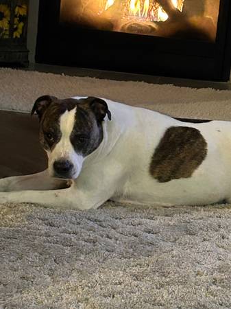 Pit bull necesita nuevo hogar (Enumclaw)63697527286273123