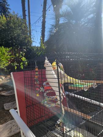 Rehoming my two Cockatiels (san jose west)63874129862659123