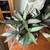 Beautiful plant with cute pot medium to larger size 2 thumbnail