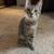 Kittens for adoption 5 thumbnail