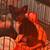 Parrots 2 thumbnail