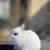 Netherland dwarf 8 thumbnail