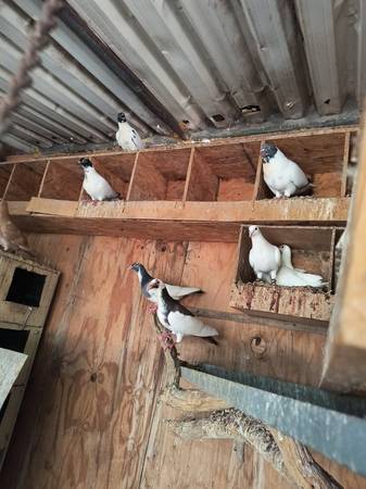 Scandaroon male pigeon 1