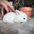 Holland lops 10 thumbnail