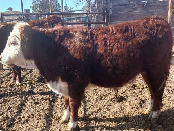 Belted galloway and hereford 1