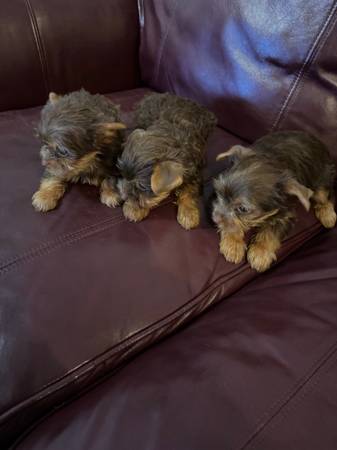 Yorkshire (Murfreesboro tn)63924866075011121