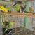 Young parakeets 4 thumbnail