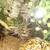 Tarantulas 10 thumbnail