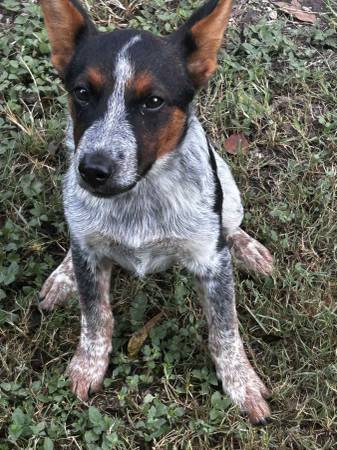 Cachorro de 3 meses de blue heeler necesita un hogar (Magnolia)63859314333185122