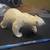 Polar Bear 3 thumbnail