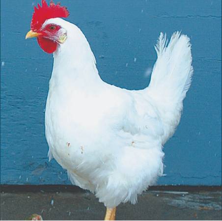 Want to Buy Chicken 1