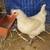 American Bresse Hen/Rooster 5-6 mos old 4 thumbnail