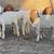 Boer goats 2 thumbnail
