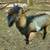 Proven MDGA Mini Lamancha buck 3 thumbnail