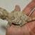 gargoyle gecko reptile lizard & Rhacodactylus leachianus 5 thumbnail